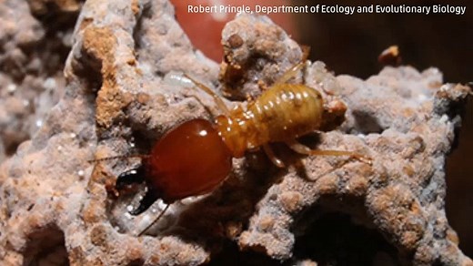Termites: Insects Help Fight Climate Change