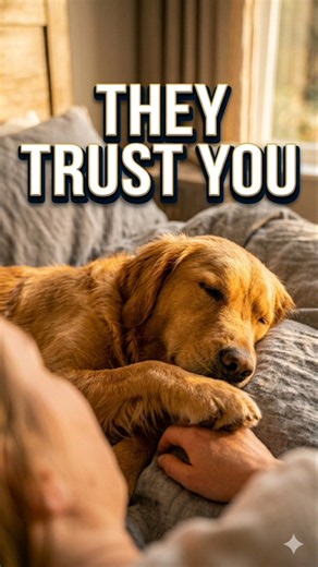 Why Does Your Dog Sleep Next to You? 🐶❤️The Real Reason Your Dog Sleeps Beside You