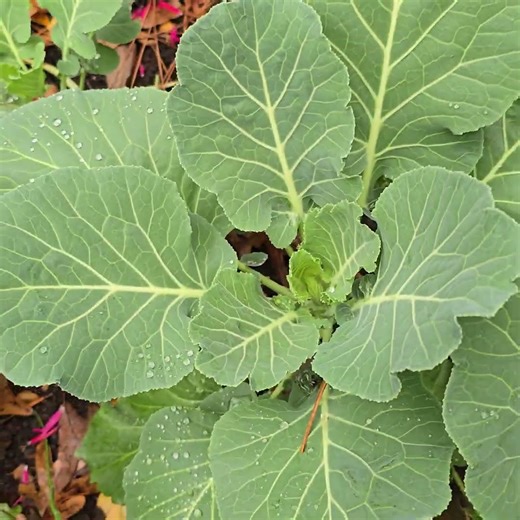 Growing Collards In the shade