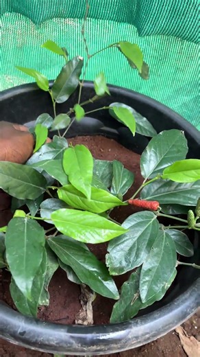 Yaanai thippili herbal plant.