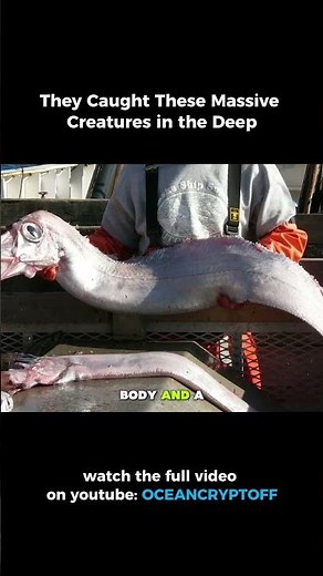 They Caught These Massive Creatures in the Deep5