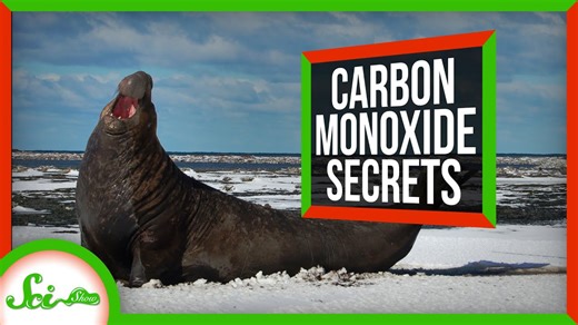 How studying elephant seals could treat heart attacks