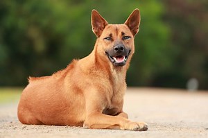 Everything To Know About The 3 Types of Ridgeback Dog Breeds