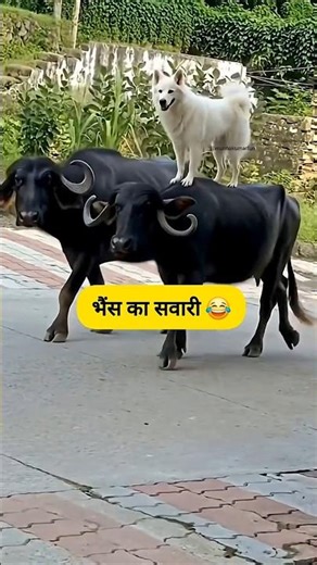 भैंस का सवारी 🦬😂 #funnypets #thetharpuns #comedy #dog #bufalos #shilpisaroja