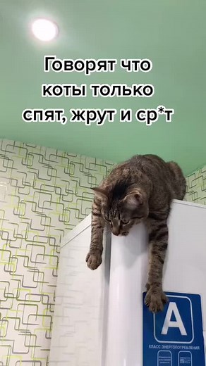 Curious Tabby Cat Explores Kitchen and Beyond