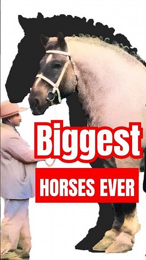 The Tallest Horses in the World 🌟 #Horses #Tallest #Biggest #DraftHorses