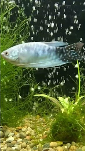 Best fish videos for cats to watch. #cattv #aquarium #fishtank #cathappiness #catsatplay #catwatch