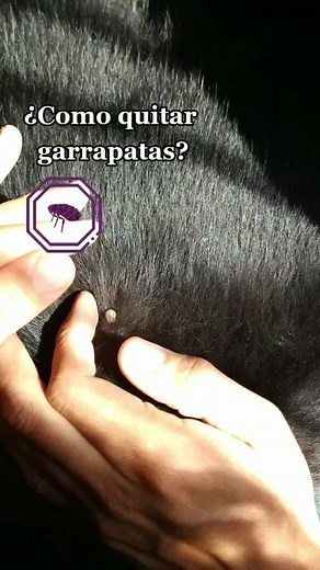 #doglife #garrapatas #quitargarrapatas #norway #campingcar #travellife #stop #wax #tic #diseas #dog #germanshepherd #black
