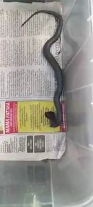 11K views · 89 reactions | Our latest additions to the venom farm....