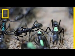 Self-Sacrificing Ants Refuse Treatment of Their Wounds | National Geographic