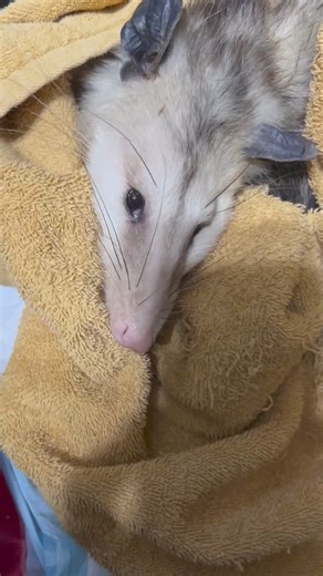 Mom opossum is alert and perking up Yay!! It’s been round the clock care for her. Tube feeding small amounts every 3 hours along with subq fluids ( fluids given under skin) but all worth it | Little Bit Wildlife Rescue