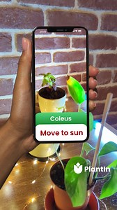 11K views | Transform your plant care routine with PlantIn app's valuable tips and insights  | Liam Johnson: Artefacts Collector | Facebook