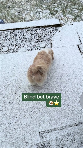 Blind Dog Doug Gains Confidence Outdoors