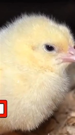 Formulate chickmash at Home! #chickenfarming #freerangechickens #feedformulation