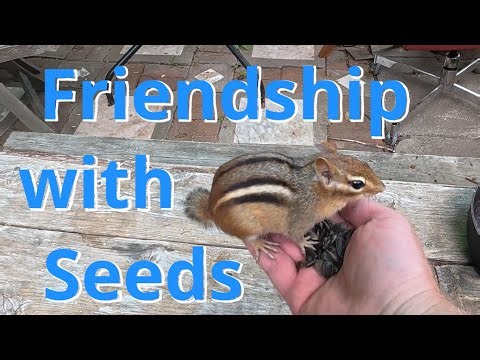 Chipmunk on Swing to in Hand