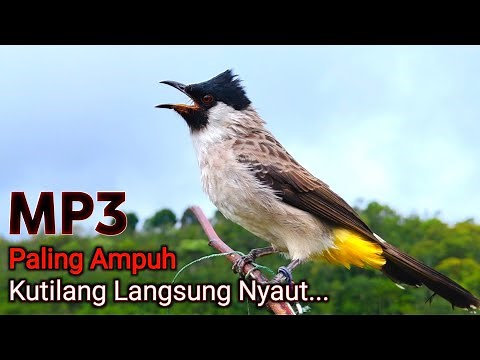 The sound of the Gacor Kutilang Bird is suitable for mastering and luring