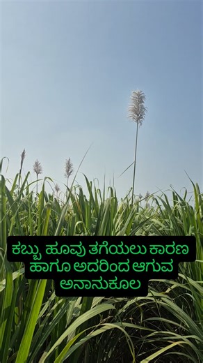 Shinde krushi seva kendra on Instagram: "#farmer #farming #sugarcane #kannada"