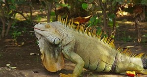 A very large iguana crawls along the grass. Costa Rica.