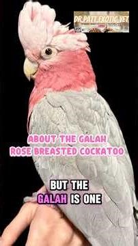 Why Galahs Are Pink: The Hidden Biology of Rose-Breasted Cockatoos