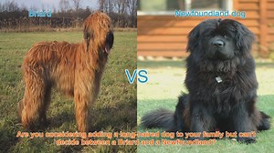 Briard vs. Newfoundland: A Detailed Breed Comparison