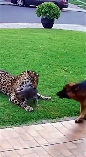 JAGUAR ATTACKS CAT AND HIS BEST FRIEND SAVES HIM #attack #jaguar #dog #animals #camera #cat #