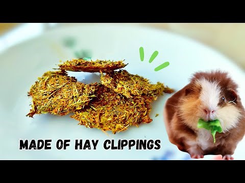 The Easiest Treat for Guinea Pigs - Hay Clipping Cookies!