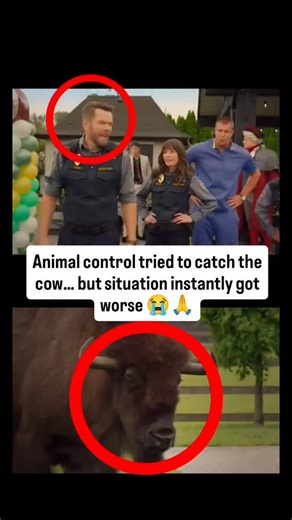 Funny Clips on Instagram: "He definitely isn’t a cowboy 😂 but somehow he handles animals better than most people handle conversations. Animal Control shows the chaotic, funny, and sometimes frustrating world of local animal control workers, where animals are simple but humans make everything complicated. At the center is Frank, a blunt and eccentric officer who doesn’t care about pleasing anyone. He may not have a college degree, but he’s easily the smartest person in the room. His past as a co
