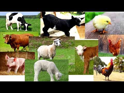 ZVÍŘATA A JEJICH MLÁĎATA | Videa Pro Děti