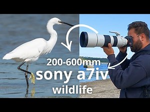 sony a7iv lens 200 600mm wildlife