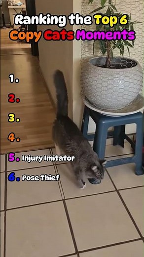 Top Copy Cat Moments
