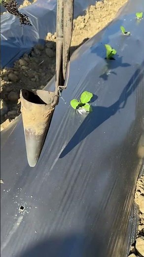 DIY Tool for Planting in the Farm 🌱🔧 | Simple & Genius Farming Hack! #Shorts