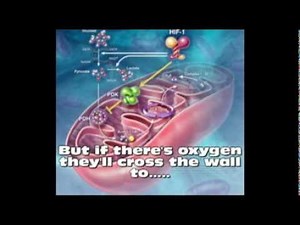 Respiration Song
