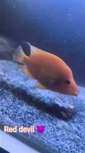 # my new red devil fish#exoticaquariumfish
