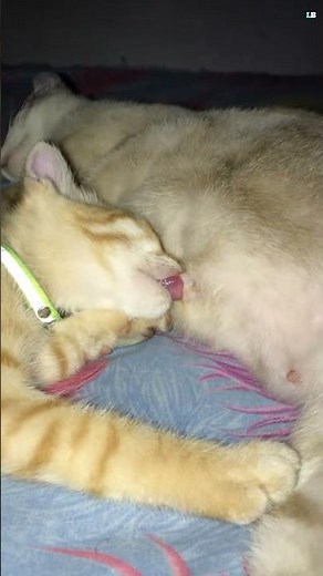 Understanding Cat Finger Sucking Behavior