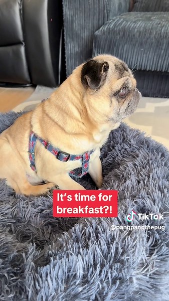 Pangpang the Pug's Hilarious Morning Routine