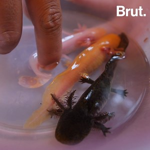 3.7M views · 4.2K reactions | Animal vénéré par les Aztèques, il résiste au cancer et peut se régénérer. Pourtant, l’axolotl mexicain risque aujourd'hui l'extinction. Voilà comment cet éleveur tente de sauver l'espèce. | Brut nature FR | Facebook
