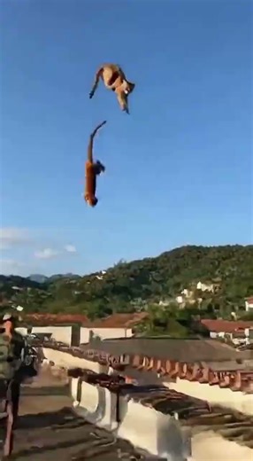 Real or Fake? Monkey Riding a Firework 💥