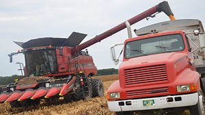 2017 corn crop may set records in Delaware after wet summer