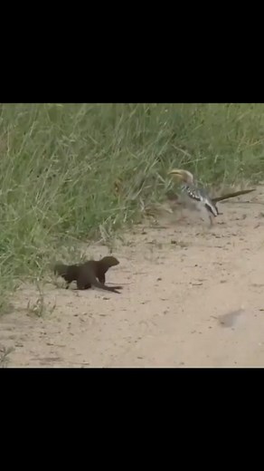 Wildlife 🦍 on Instagram: "Dwarf mongoose plays dead in front of hornbill😂 Make sure to follow @wildlifeunhinged"