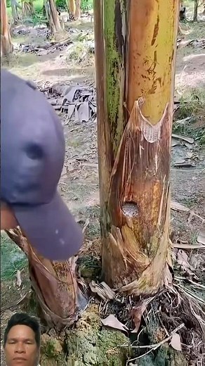 How to kill banana trees quickly and effectively