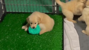 45K views · 6.7K reactions | Zoom, Zoom! Maze engages in an epic keep-away-you-can’t-catch-me game with her siblings! She’s quick! She’s clever!! ❤️殺浪朗 | GoldenSoul Dogs | Facebook