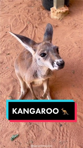 Cute But Dangerous: Kangaroos in Australia
