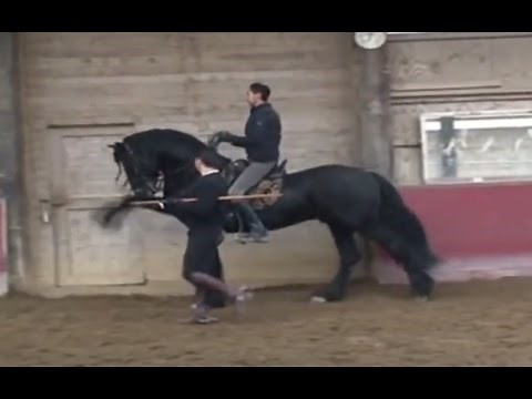 How to Teach Your Horse To Do the Spanish Walk