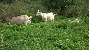 Jamaica adult and baby Goats on neighborhood trail. Poor village use goat to mow lawns, milk for food and eat the meat. Tourism and mining economic leaders.