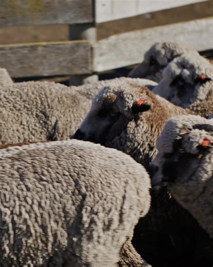 A class of its own. Following years of skilful breeding and meticulous wool classing, Pecora Nera® assumes its signature quality and mélange hues under the watchful and knowing eye of Fiona Gardner. #LoroPiana #LoroPianaSavoirFaire | Loro Piana