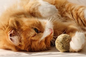Catnip: veja os benefícios e como oferecer para o seu gato