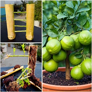 26K views · 84 reactions | Amazing use to bamboo for growing lemon plants at home || Make your garden juicy with lemons | Rana Craft | Facebook