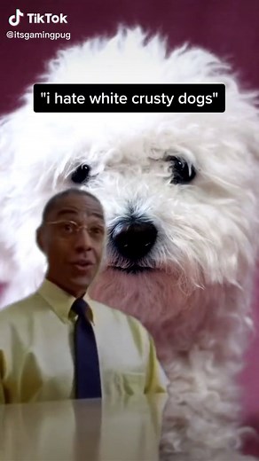 pugs > white crusty dogs