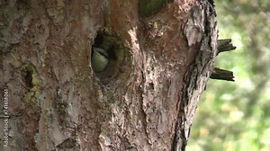 The baby bird nuthatch in the nest is waiting to be fed. (Sitta europaea)