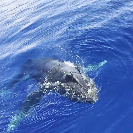 Two curious humpback whales get an up close look at the Pride of Maui